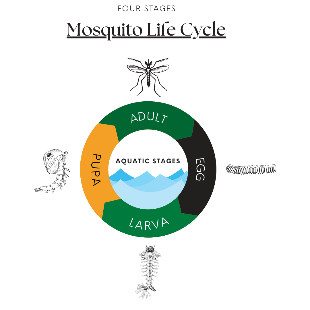 Mosquito Life Cycle V.1